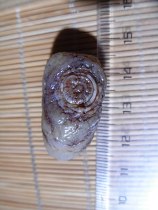 Nine-eyed shale rough stone Eye stone Money stone Pearl to ward off evil spirits to protect the body to spell