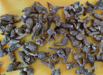 2021 New American wild ginseng imitation wild wild ginseng Canadian wild American ginseng black Citi