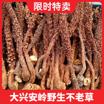 Daxinganling is not old grass wild grass Cistanche soaking wine making tea soup wild mountain corn new goods