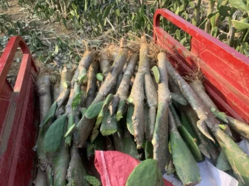 仙人掌树老桩-仙人掌树老桩促销价格、仙人掌树老桩品牌- 淘宝