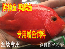 Feed Ornamental fish Parrot fish Red fortuna fish feed Fish food Special astaxanthin feed for fisheries