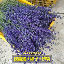 Raich lavender dry bouquet Lavender calming sleep aromatherapy decoration Natural real flower girlfriend gift