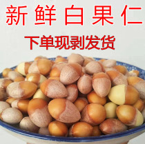 White fruit bulk herbs fresh 5 pounds of autumn shelled ginkgo biloba dried fruit quality and quantity Baiguo specialty self-collection