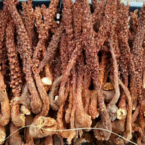 Evergreen grass male 15 can be ground new goods mountain bract rice Chinese herbal medicine deep mountain grass cistanche listed as