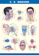 429 Home poster display board spray painting sticker picture 70 ear nose and throat anatomy diagram