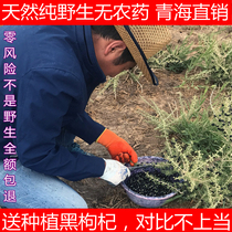 Pure wild Lycium ruthenicum Qinghai specialty Nomuhong Qaidam special grade Gouqi 100g non Ningxia Xinjiang