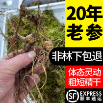 Changbai Mountain fresh wild ginseng 20 years under Forest ginseng 25 years ginseng fresh goods old mountain ginseng soaking wine wild forest seeds