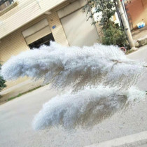 ins Reed dried flower bouquet primary color Reed oversized fluffy dried flower wedding photography living room floor decoration
