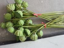 Wuyi Xuanlian fresh lotus seeds lotus seeds freshly picked wild seasonal seasonal fruits sweet lotus seeds 20