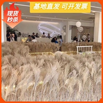 Natural new reed immortalized bouquet Window decoration ornaments Whisk flowers wheat ears dried flowers wedding props