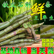 Zhejiang Yandang Mountain Bark imitation wild Dendrobium candidum fresh strips Dendrobium candidum four-year selection strips