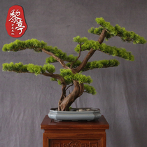New Chinese simulation welcome pine bonsai Zen living room solid wood landscape tree porch potted Poohan pine plant landscaping