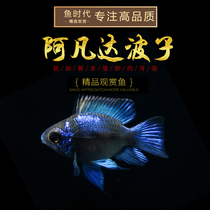 Avatar wave small tropical cylinder of grass fish and blue wave cat fish blue wave Holland Bao blue Phoenix spherical living body