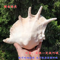 Large horn snail blowing number sound snail seven corner conch tantric snail snail horn Taoist family for Fengju home decoration collection