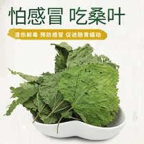   Drying mulberry leaves rabbit Chinchilla Dutch pig Guinea pig forage hay fire reduction anti-inflammatory and cold 500g