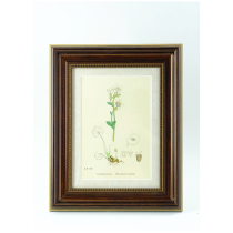 (Recommended by Poly) 19th century wooden board hand-colored museum print White Flower Saxifrage