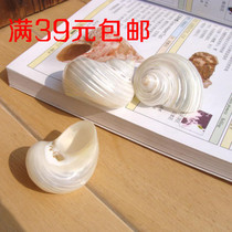 Natural conch shell fluorescent snail hermit crab replacement shell fish tank aquarium landscaping ornament ornament home ornament