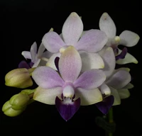 Orchid-Yanglan-Blue Diela Butterfly Lan-Dttps.Tzu Chiang Многоцветный длинный период цветочниц без рассады цветов без цветов