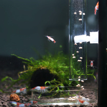 Crystal shrimp cherry blossom set fire ornamental shrimp benthic fish basin glass tray feeder acrylic feeding tube 7110