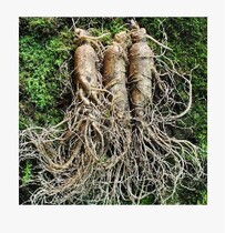 Fresh Ginseng with soil Changbai Mountain fresh ginseng with soil Fresh Ginseng with soil 150g