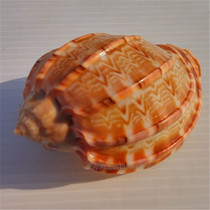 Natural conch shell harp snail carambola snail fish tank aquarium aquarium landscape ornaments roll shellfish shrimp and crab