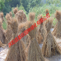 Natural straw dried straw straw curtain duck shed grass cattle grass power generation straw block mushroom grass grass rope quantity can be discounted