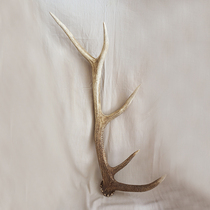 Northeast antler pruning sika deer horned deer antler raw material pure medicinal decorative 500g