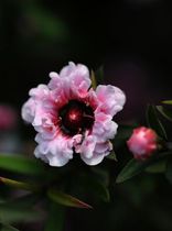 Raw material Fangjue New Zealand Pine Red Plum Essential Oil 1ml 29 yuan