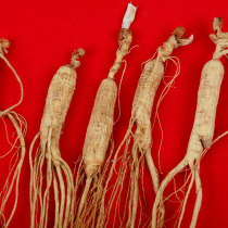 Mountain ginseng forest ginseng Changbai Mountain wild mountain ginseng moving mountain ginseng about 8 grams wild ginseng more than 13 years old