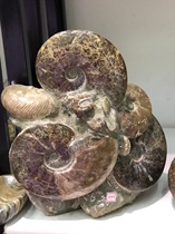 Fidelity fossil shells fossils rich screw animal fossils Dou Wei screw fossil specimens ornaments 25 6KG