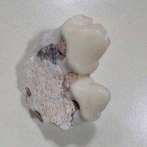 Hyena tooth fossil giant hyena true tooth giant hunting ancient paleontology carnivorous mammal carnivorous giant tooth tooth