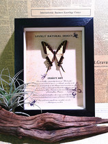 A1 quality butterfly specimen:l Diokuo Papilio Home decoration birthday gift features from Peru