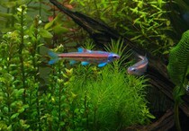 Purple Elves fish in North Americas native cold water fish rare lampfish hair beautiful after color