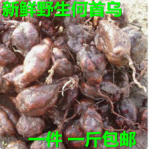 Fresh wild radix polygoni multiflori red Shouwu Cynanchum auriculatum on deep excavation sparkling wine raw brunette UFA gu fa