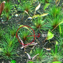 Spitting blood Valley Essence Spitting blood Ancient Essence Underwater breeding special offer