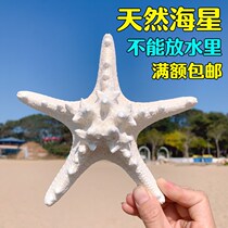 Natural starfish big overlord starfish colored starfish seaside small gifts home platform wall decorations ornaments