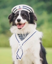 Dork home export pet dog sailor hat navy hat pet navy bow tie dog transformation