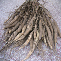 No sulphur wild asparagus foot dry not sticky days winter great winter no bleach no add 1000 grams