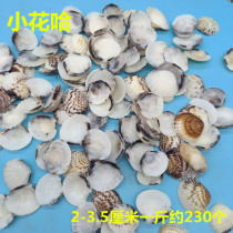 Natural small flower ha Lion shell millet conch shell starfish combination set fish tank landscaping decoration a catty