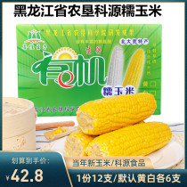 Heilongjiang agricultural reclamation source corn fresh sweet waxy white corn 12 Northeast Organic sticky bract rice quick-frozen yellow corn