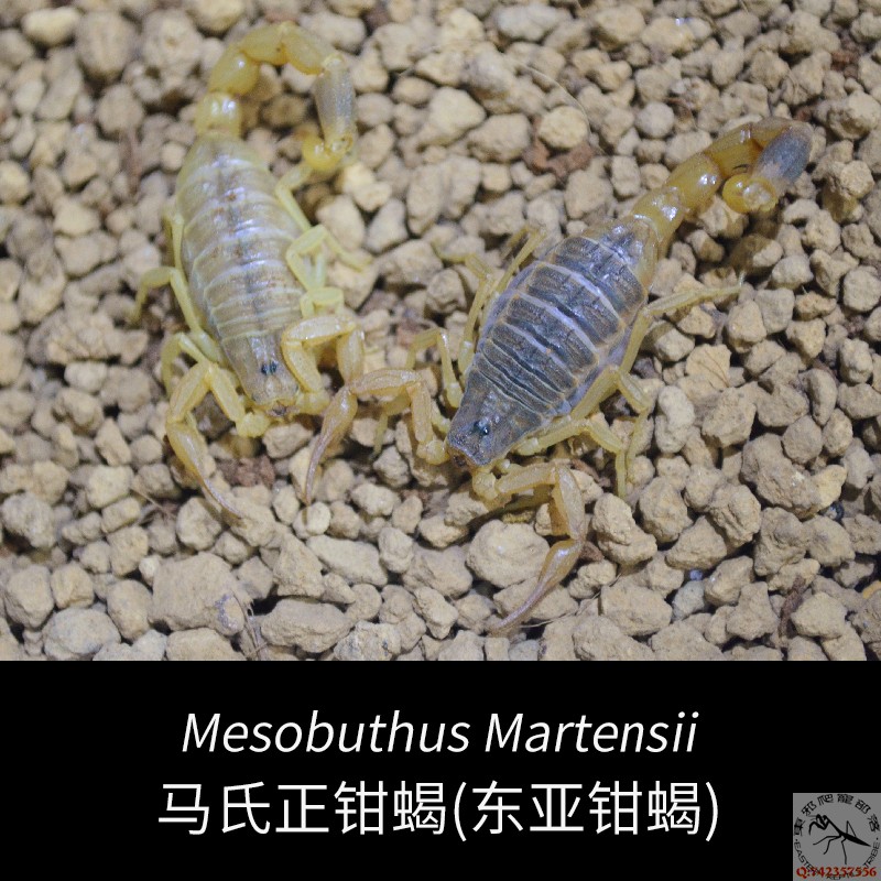 East Asian Pincer scorpion Mas Pincer Scorpion Trendy desktop pet Golden armor Desert scorpion landscape can be raised in groups