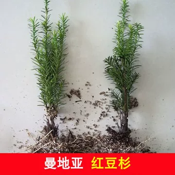 红豆杉-红豆杉促销价格、红豆杉品牌- 淘宝