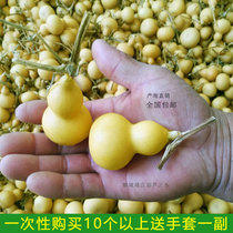 Natural small gourd boutique Wen play hand twist hand play hand with faucet hand handle piece town house real gourd pendant