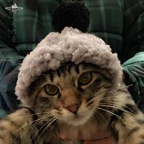 Spot Japan Maka MARUKAN pet cross-dressing hat Pet decorative hat Cute pet hat