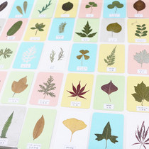 Plant specimen cognitive card with name true leaf children student teaching aids