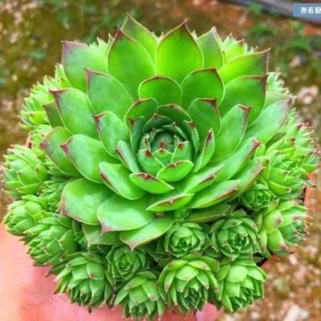 法师多肉植物-法师多肉植物促销价格、法师多肉植物品牌- 淘宝