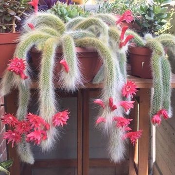 九尾狐多肉植物-九尾狐多肉植物促销价格、九尾狐多肉植物品牌- 淘宝