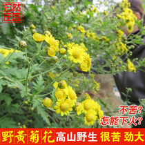 Live special shot deep mountain pure wild yellow chrysanthemum 50g