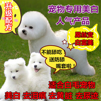 Pet dog dyed white to tear marks dog bleach dog hair dye bleaching to remove dirt and oil decontamination and yellow