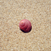 Marked hidden snail marine specimen rare conch collection art ornaments personalized decoration creative cute gift diy